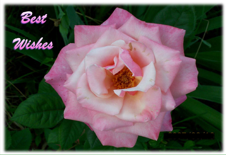 1st_Prize_Rose-hcr-out-Best-Wishes-1
