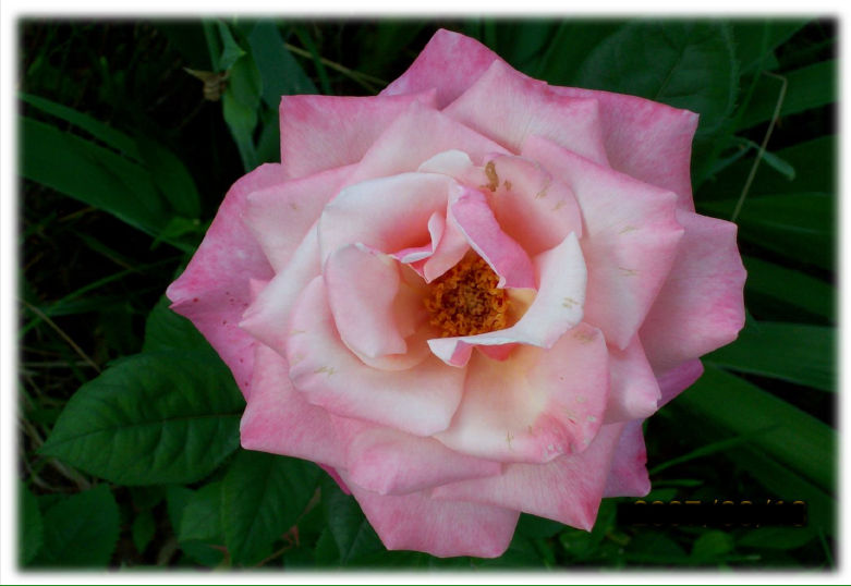 1st_Prize_Rose-hcr-out-blank-1