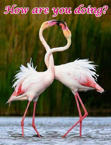 2-Flamingos-qcf-Enc-1-Pro17v17
