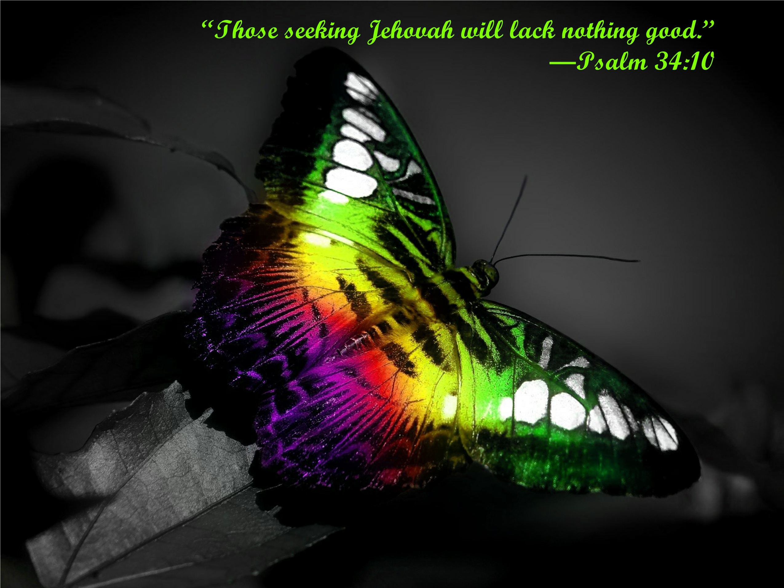 22yt_E_Bfly-151866.jpg