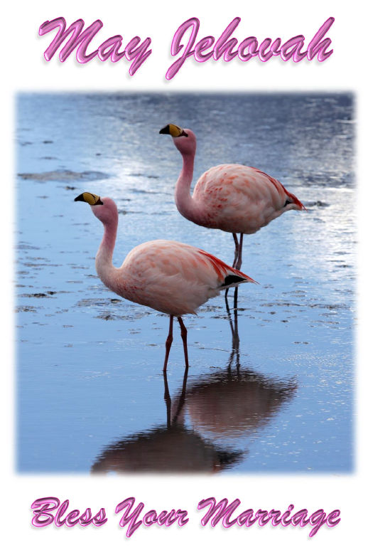 2_Flamingos-hcr-Wed-Eccl4v9-12