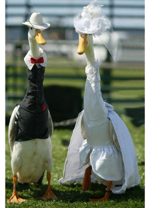 2_Victorian_Geese-couple-2-notes
