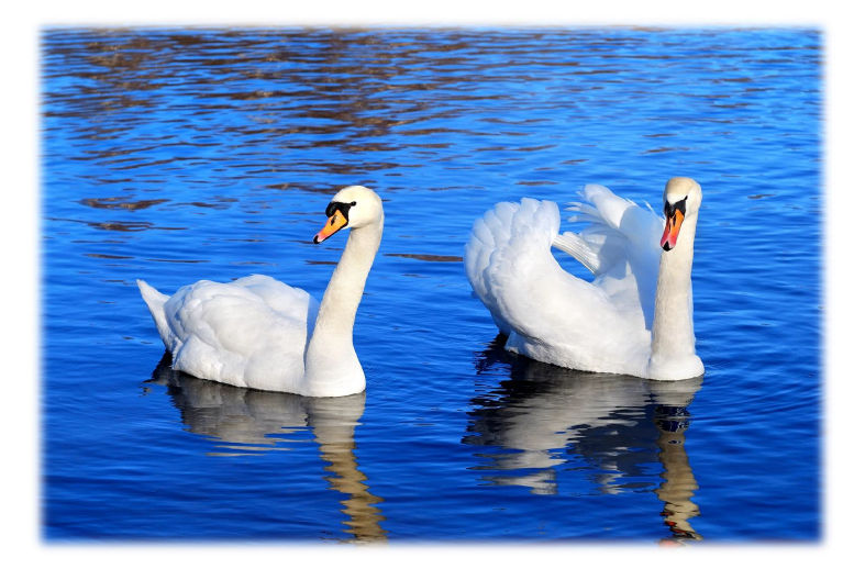 2_swans-hcr-2-blank