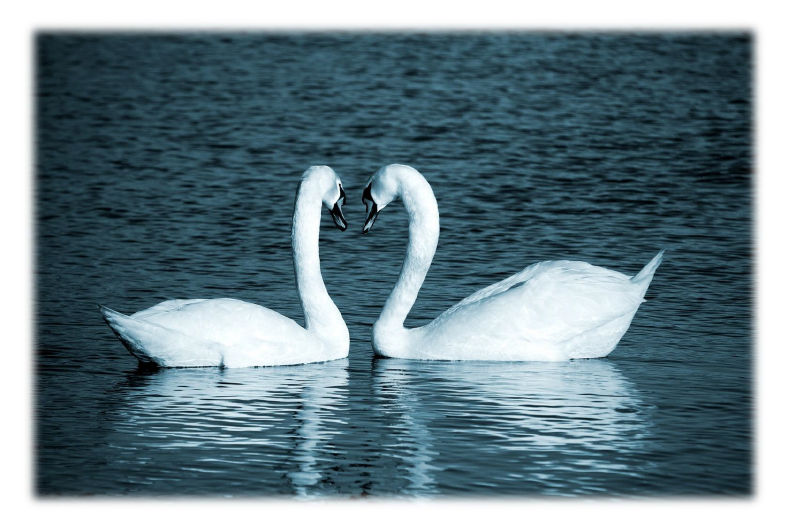 2_swans-hcr-blank