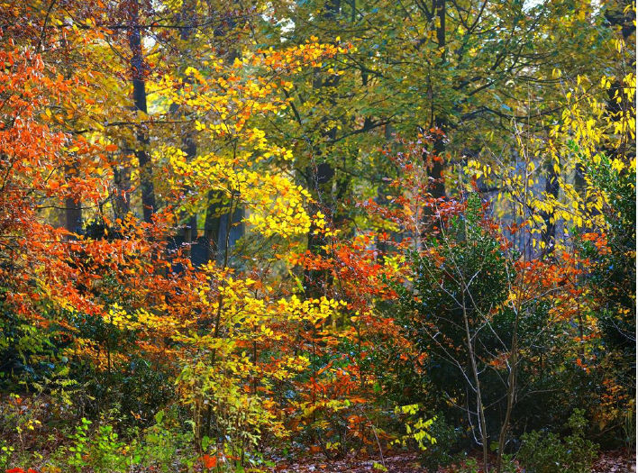 Autumn_Woods-qcf-Blank-1
