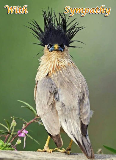 Bad-Hair-Bird-Sym-Jo5_Rev21-qcf