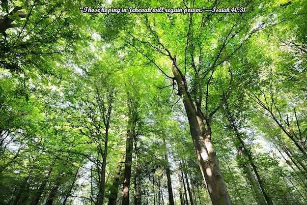 E_Beech_Trees-37.jpg