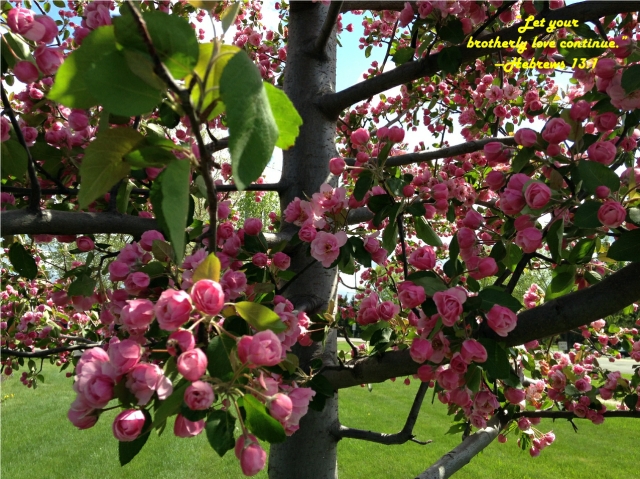 E_IKH-Crab-Apple-blooms_1077.jpg