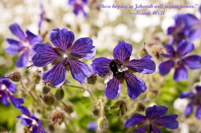 E_blue_flowers_&_bug_z1.jpg