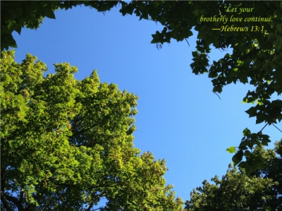 E_hole-in-trees_1907.jpg