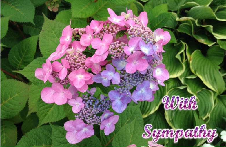 Hydrangea&Hosta-hcr-out-Sympathy-1