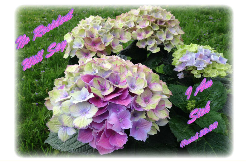 Hydrangea-hcr-out_1-Get_Well-Isa_33v24