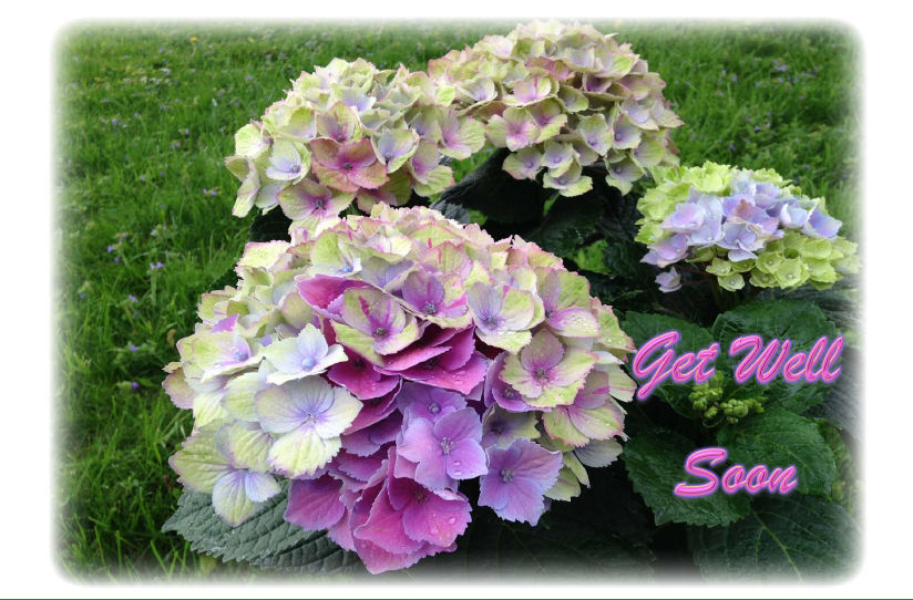 Hydrangea-hcr-out_1-Get_Well