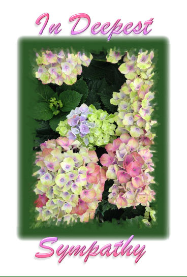 Hydrangea-hcr-out_2-Sympathy