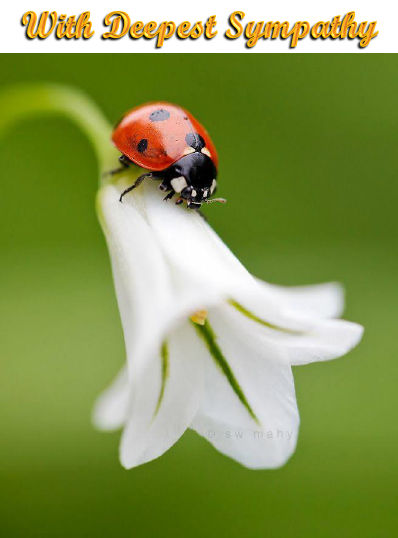 Ladybug-Lily-1-Sym-Pr17v17-qcf