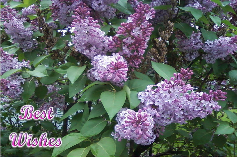 Lilacs-lilac-hcr-out-Best-Wishes-1