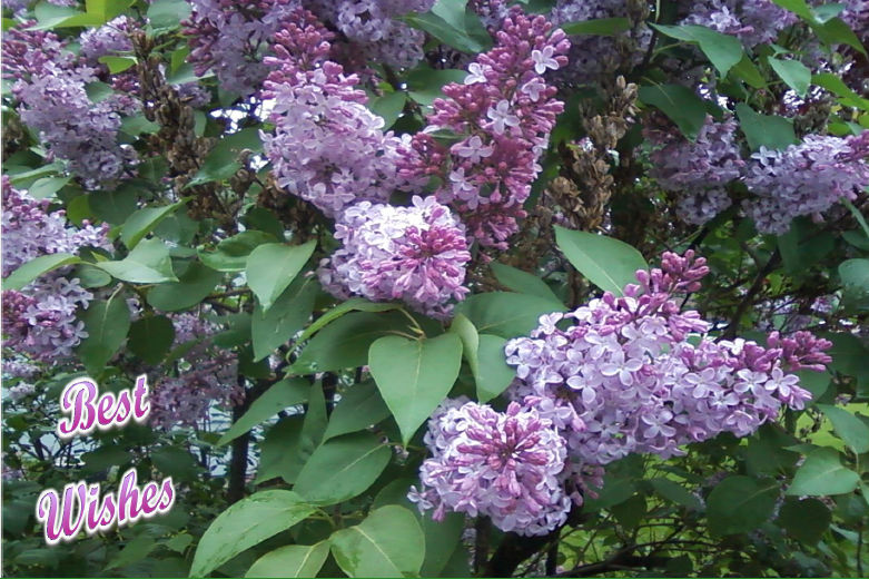 Lilacs-lilac-hcr-out-Best-Wishes-2