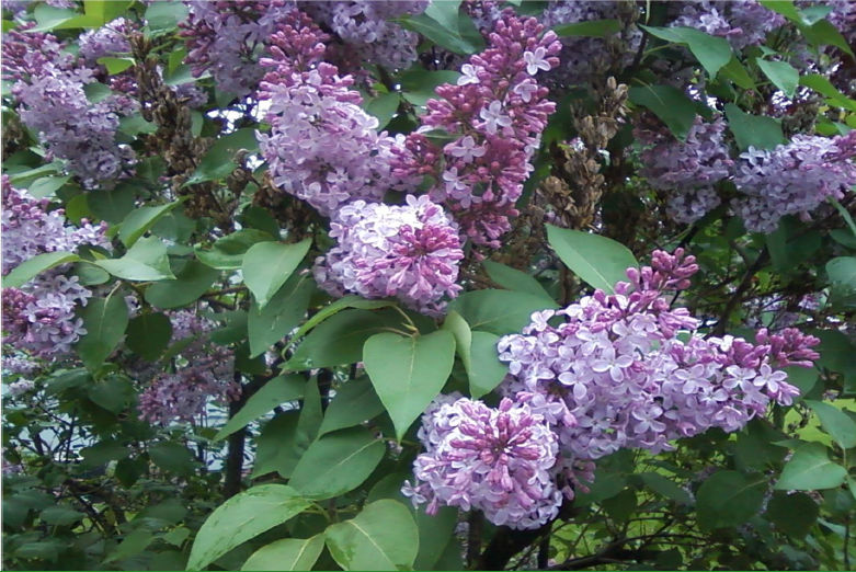 Lilacs-lilac-hcr-out-blank-1