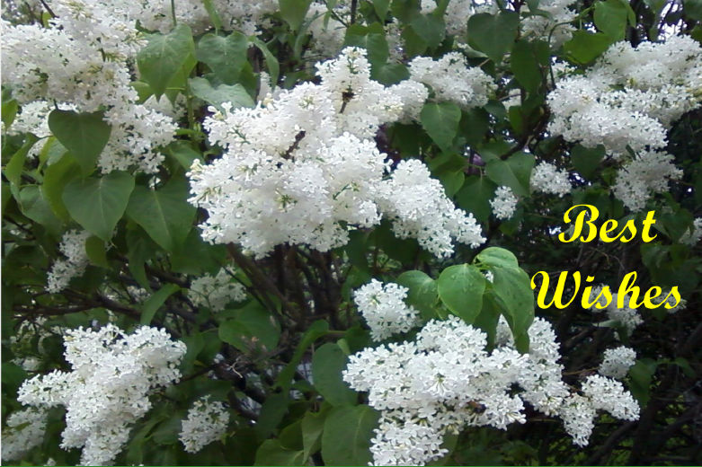 Lilacs-white-hcr-out-Best-Wishes-1