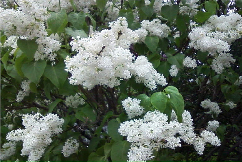 Lilacs-white-hcr-out-blank-1
