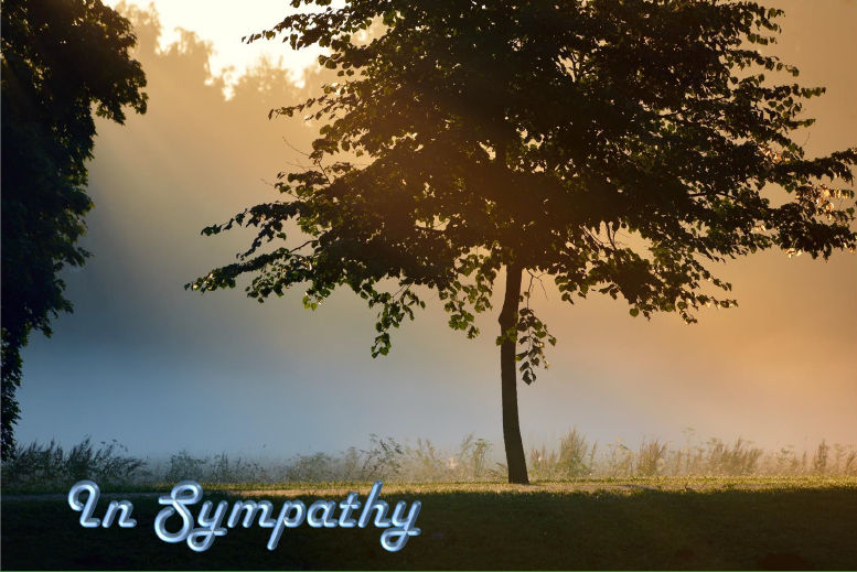 Misty_tree_at_sunset-hcr-Sympathy