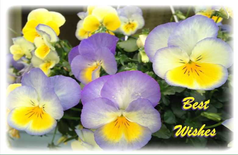 Pansies-hcr-out-Best_Wishes-1
