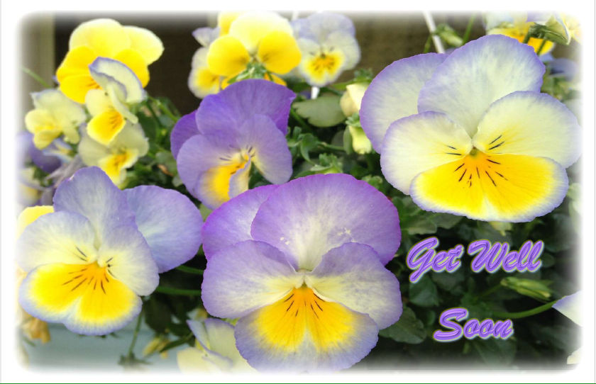 Pansies-hcr-out-Get_Well