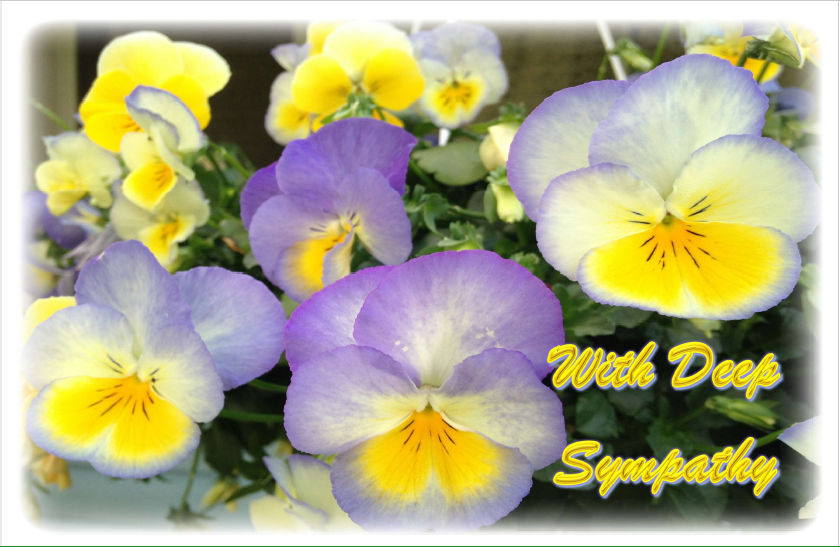 Pansies-hcr-out-Sympathy
