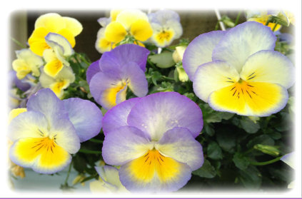 Pansies-hcr-out-blank