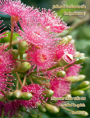Pink-flowers-1-Sym-Ps34v18-2Cor1v3-4-qcf