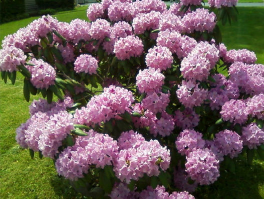 Rhododendron-qcf-blank-1