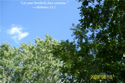 e_my_silver_maple&others.jpg