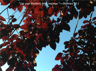 e_red_tree_0168.jpg