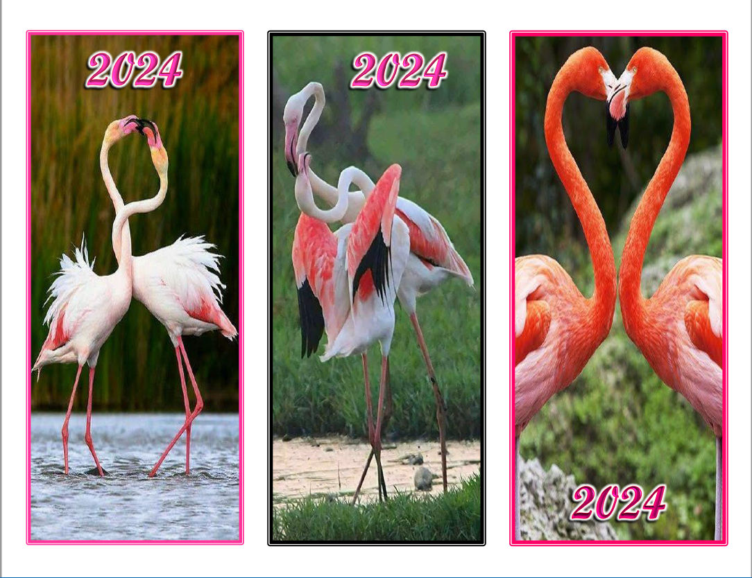 mwb24_E_3_Bks_Flamingos